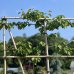 Marhuľa obyčajná (Prunus Armeniaca) ´EARLY ORANGE´ - výška 200-220 cm, obvod kmeňa 16/18 cm, kont. C70L - tvarovaná stena